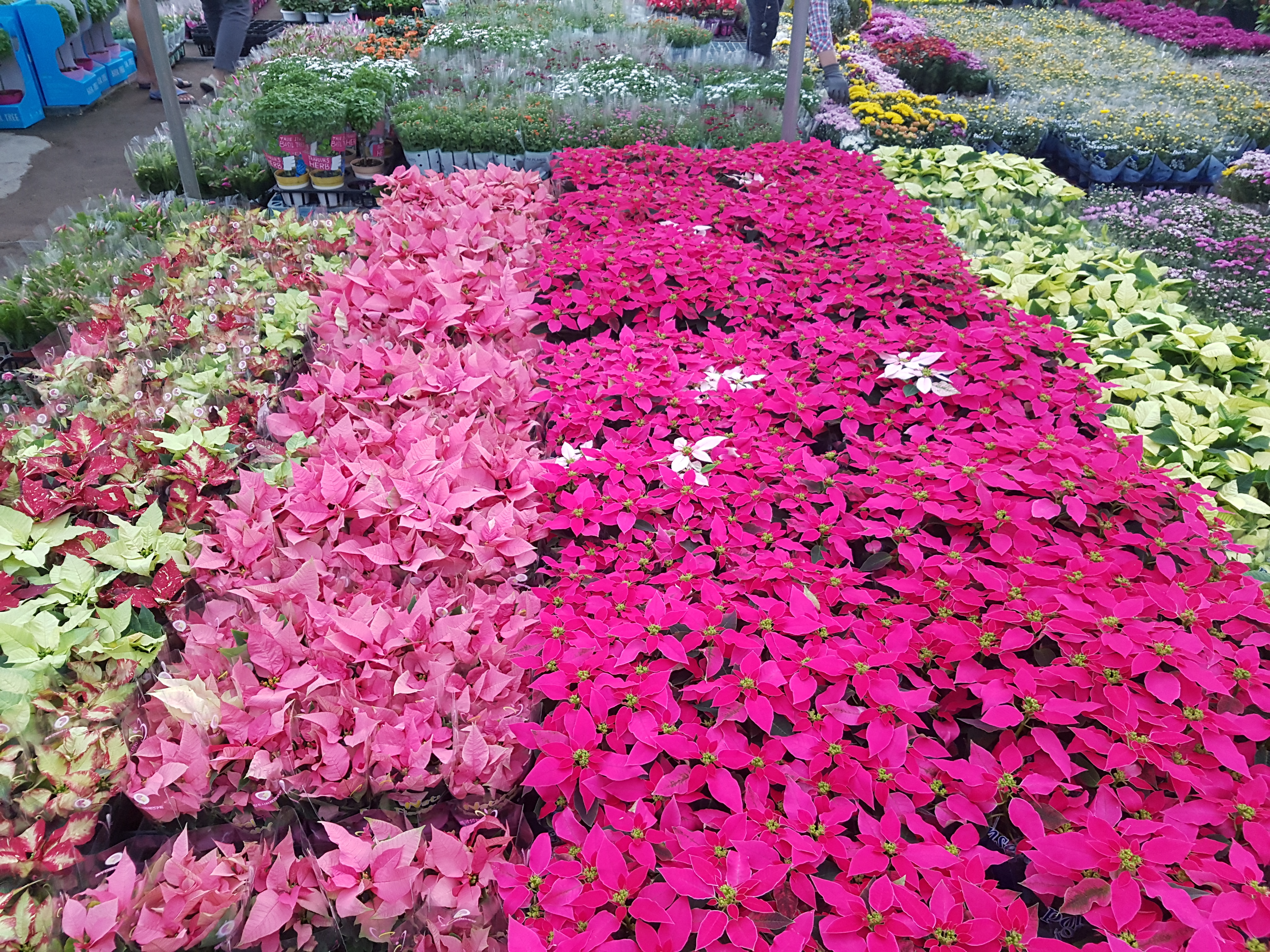 Euphorbia pulcherrima